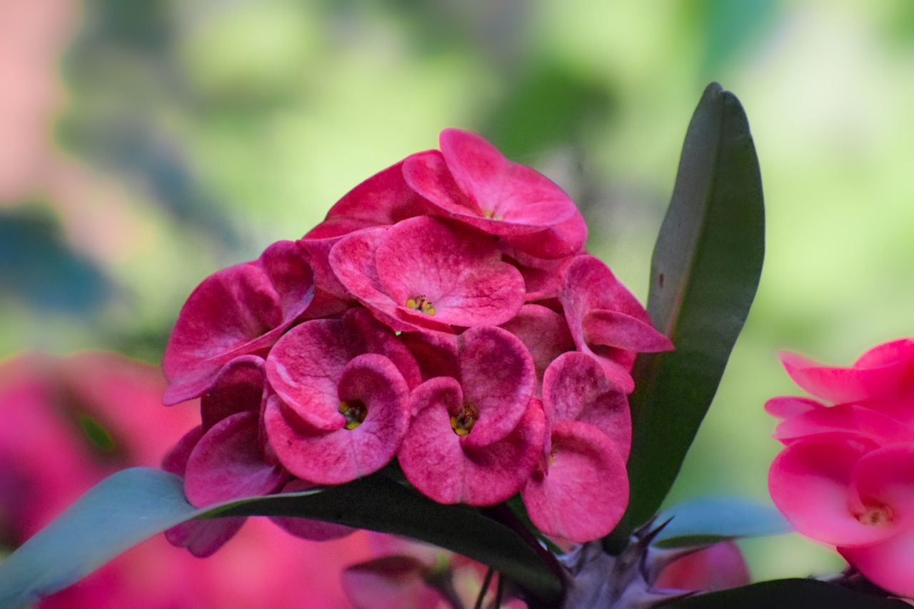 flower, flowering plant, plant, beauty in nature, freshness, petal, pink, close-up, nature, inflorescence, flower head, macro photography, fragility, plant part, magenta, leaf, rose, focus on foreground, growth, no people, outdoors, springtime, blossom, vibrant color