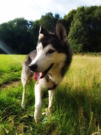 Dog on field