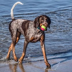 Dog carrying ball in mouth at beach