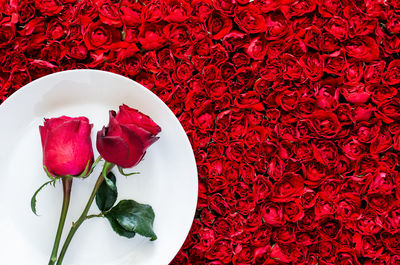 Two red roses put on white plate with red rose background for dining and valentine's day concept.