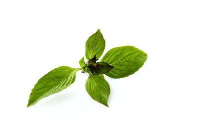 Close-up of fresh green leaves against white background