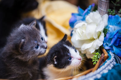 Close-up of kittens in decorated basket
