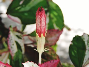 Close-up of red flowering plant