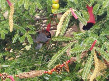 Monkey hanging on tree