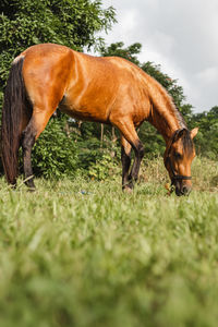 Brown horse full body side angle portrait from puerto rico country side