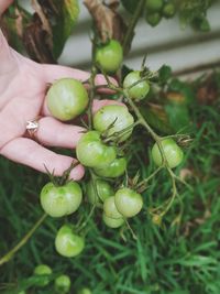 Close-up of hand holding fruit