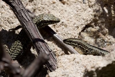 Close-up of lizard on wood