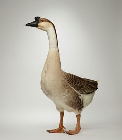 Close-up of a goose against white background