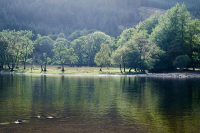 Scenic view of lake