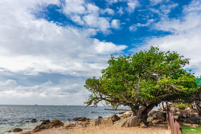 Trees on beach against sky