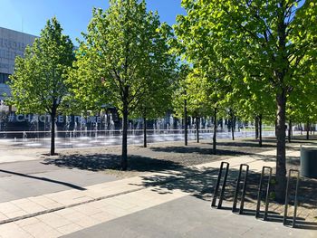 View of trees in park