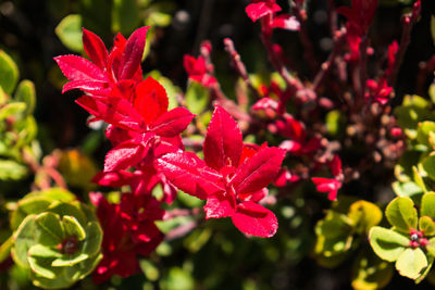 Close-up of pink flowers growing in park