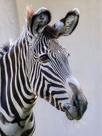 Close-up of a zebra