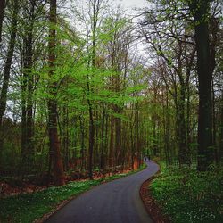 Empty road amidst trees