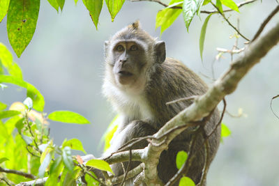 Low angle view of monkey on tree