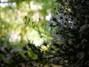 Close up of blooming tree