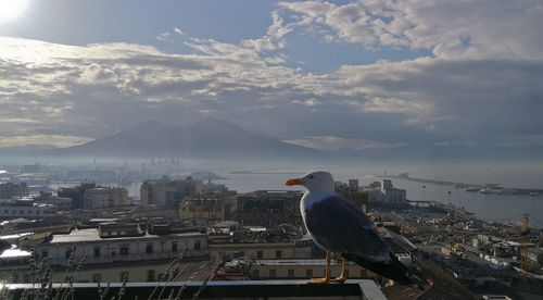 Seagull perching on a city