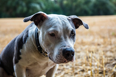 Close-up portrait of dog standing on field