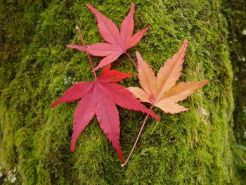 Close-up of red maple leaves