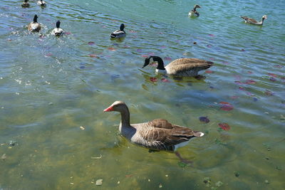 High angle view of ducks swimming in lake