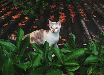 Portrait of cat sitting on leaves