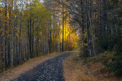 Forest path in autumn in beautiful bright colors