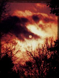 Silhouette of trees against dramatic sky