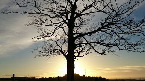 Silhouette of bare tree at sunset