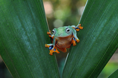 Close-up of insect on leaf