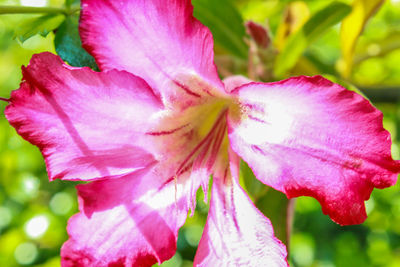 Close-up of pink day lily blooming outdoors