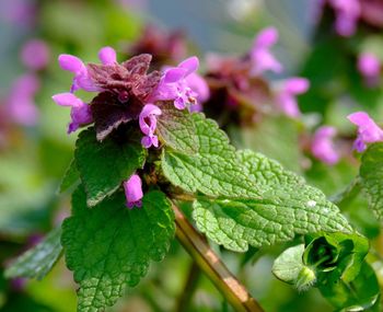 Close-up of pink flowering plant