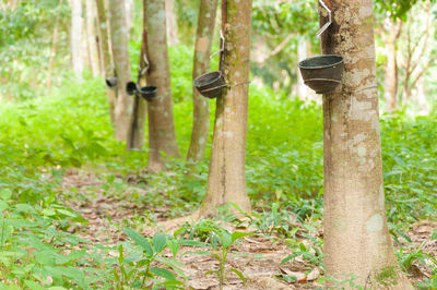 Bamboo hanging on tree trunk in forest