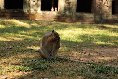 Lion sitting on field