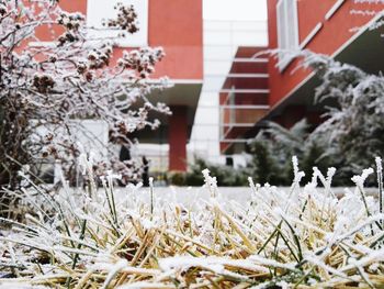 View of flower tree in winter