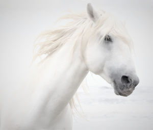 Close-up of a white horse with a white background