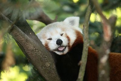 Red panda asleep on tree branch