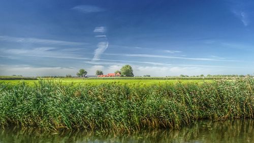 Scenic view of agricultural field against sky