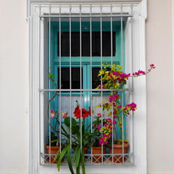 Potted plants on window of building