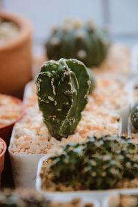 Close-up of cactus on table