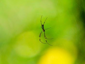 Close-up of spider