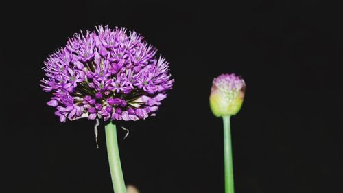 Close-up of flowers over black background