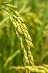 Close-up of a plant