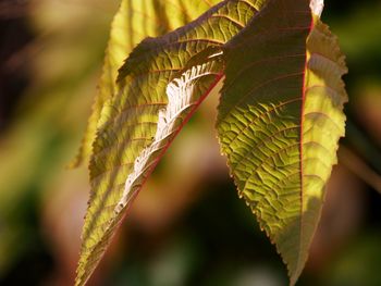 Close-up of autumnal leaves