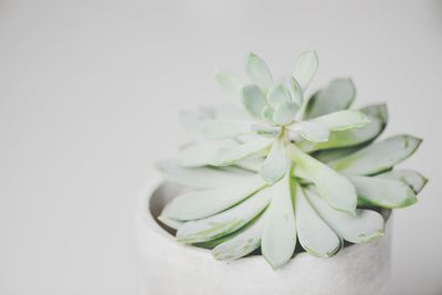 Close-up of white flowers