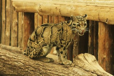 Close-up of a big zoo cat