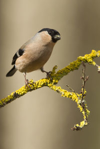 Close-up of bird perching on branch