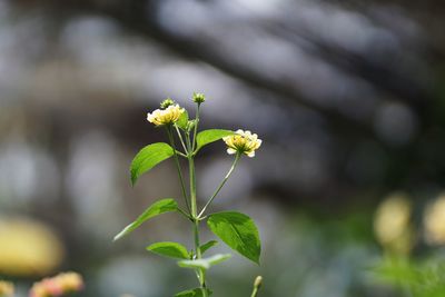 Close-up of small plant