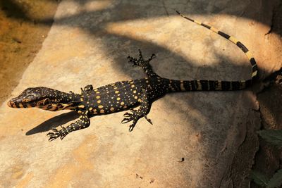 High angle view of lizard