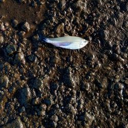 Close-up of fish swimming in sea