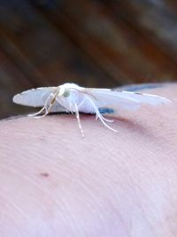 Close-up of insect on hand